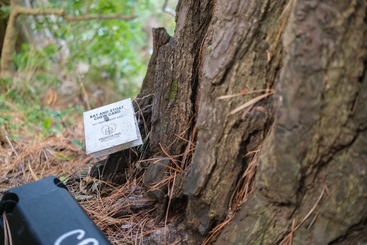 Rat and stoat chew card trap at the base of a tree.