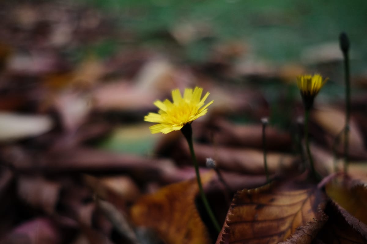 366 days of threesixtysix